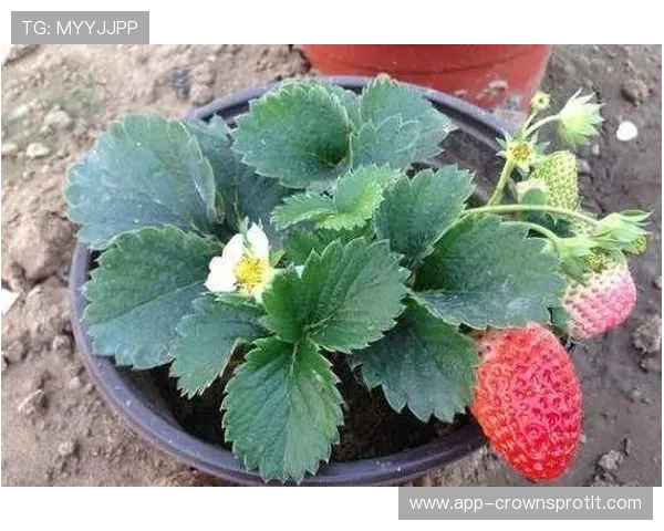 有时候真怀疑古力是魔术师，棋局上铁人，生活里连盆栽都照顾不好！